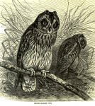 short-eared owl (Asio flammeus)