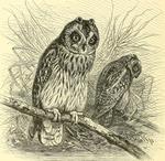 short-eared owl (Asio flammeus)