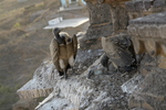 Indian vulture, long-billed vulture (Gyps indicus)