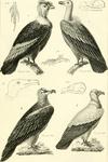 ...ltur gryphus), king vulture (Sarcoramphus papa), bearded vulture (Gypaetus barbatus)