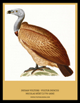 Indian vulture, long-billed vulture (Gyps indicus)