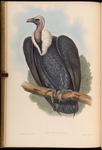 white-rumped vulture (Gyps bengalensis)