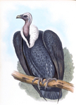 white-rumped vulture (Gyps bengalensis)