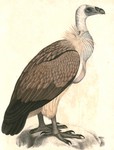 white-rumped vulture (Gyps bengalensis)