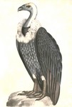 white-rumped vulture (Gyps bengalensis)