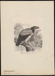 king vulture (Sarcoramphus papa)