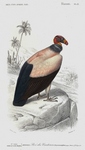 king vulture (Sarcoramphus papa)