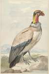 king vulture (Sarcoramphus papa)