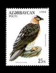 bearded vulture, lammergeier (Gypaetus barbatus)
