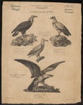 cinereous vulture (Aegypius monachus), Egyptian vulture (Neophron percnopterus), king vulture (S...