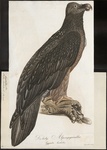 bearded vulture, lammergeier (Gypaetus barbatus)