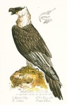 bearded vulture, lammergeier (Gypaetus barbatus)