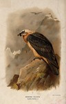 bearded vulture, lammergeier (Gypaetus barbatus)