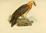 bearded vulture, lammergeier (Gypaetus barbatus)