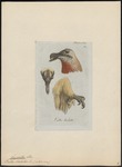 bearded vulture, lammergeier (Gypaetus barbatus)