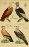 ... lammergeier (Gypaetus barbatus), turkey vulture (Cathartes aura)