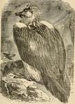 bearded vulture, lammergeier (Gypaetus barbatus)