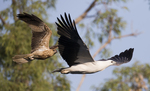 whistling kite (Haliastur sphenurus), white-bellied sea eagle (Haliaeetus leucogaster)