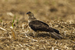 whistling kite (Haliastur sphenurus)