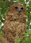 Pel's fishing owl (Scotopelia peli)