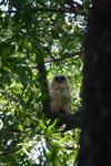 Pel's fishing owl (Scotopelia peli)