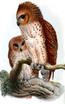 Pel's fishing owl (Scotopelia peli)