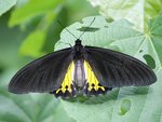 common birdwing (Troides helena)