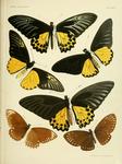 ...ing (Troides helena), common mime (Papilio clytia), great blue mime (Papilio paradoxa)