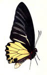 common birdwing (Troides helena)