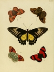 ...common birdwing (Troides helena), Mediterranean fritillary (Argynnis pandora), scarlet leafwing 