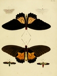 ...common birdwing (Troides helena), Hoterodes ausonia, satin white moth (Palpita flegia), Belemnia