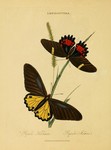 common birdwing (Troides helena), ruby-spotted swallowtail (Papilio anchisiades)