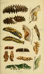 ...Butterfly caterpillars: common birdwing (Troides helena), Sri Lankan birdwing (Troides darsius),