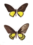 common birdwing (Troides helena)