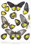 common birdwing (Troides helena)