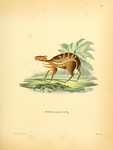 water chevrotain (Hyemoschus aquaticus)