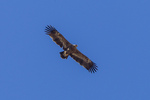 steppe eagle (Aquila nipalensis)