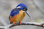 azure kingfisher (Ceyx azureus)