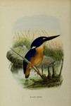 azure kingfisher (Ceyx azureus)