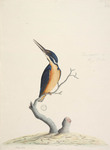 azure kingfisher (Ceyx azureus)