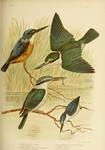 ...azure kingfisher (Ceyx azureus), sacred kingfisher (Todiramphus sanctus), red-backed kingfisher 