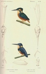 azure kingfisher (Ceyx azureus)