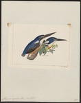 azure kingfisher (Ceyx azureus)