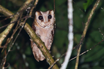 oriental bay owl (Phodilus badius)