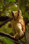 oriental bay owl (Phodilus badius)