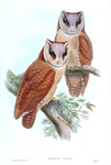 oriental bay owl (Phodilus badius)