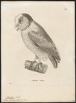 oriental bay owl (Phodilus badius)