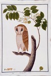 oriental bay owl (Phodilus badius)