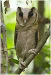 Sri Lanka bay owl (Phodilus assimilis)