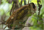 Sri Lanka bay owl (Phodilus assimilis)